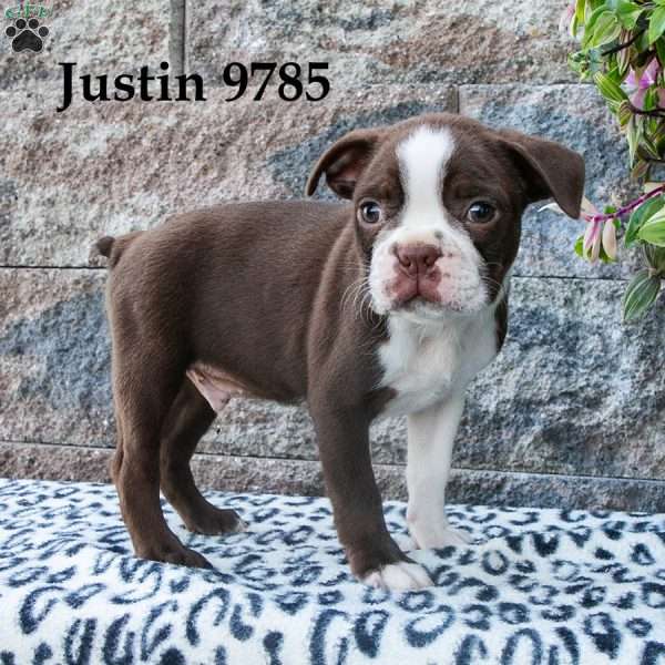 Justin, Boston Terrier Puppy